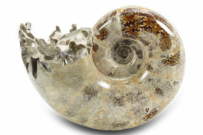 Polished, Chambered Ammonite (Argonauticeras) Fossil - Madagascar #312333